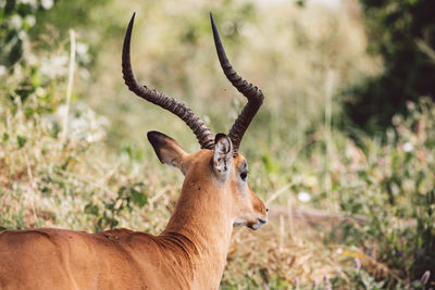 Close-up of impala antelope on field