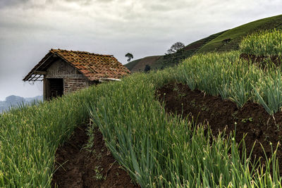 Plants growing on field by building against sky