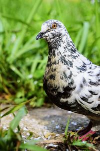 Close-up of a bird