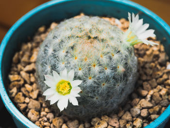 High angle view of succulent plant in pot