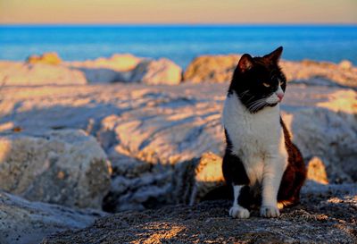 Close-up of cat on beach against sky
