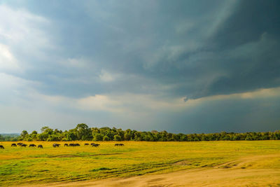 Scenic view of field against sky