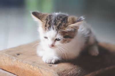 Close-up of a cat