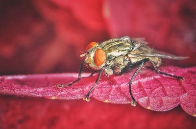 Close-up of insect on pink flower