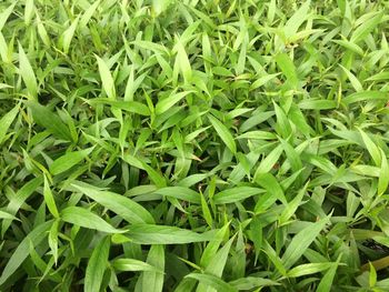 Full frame shot of plants