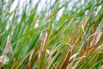 Close-up of fresh green grass