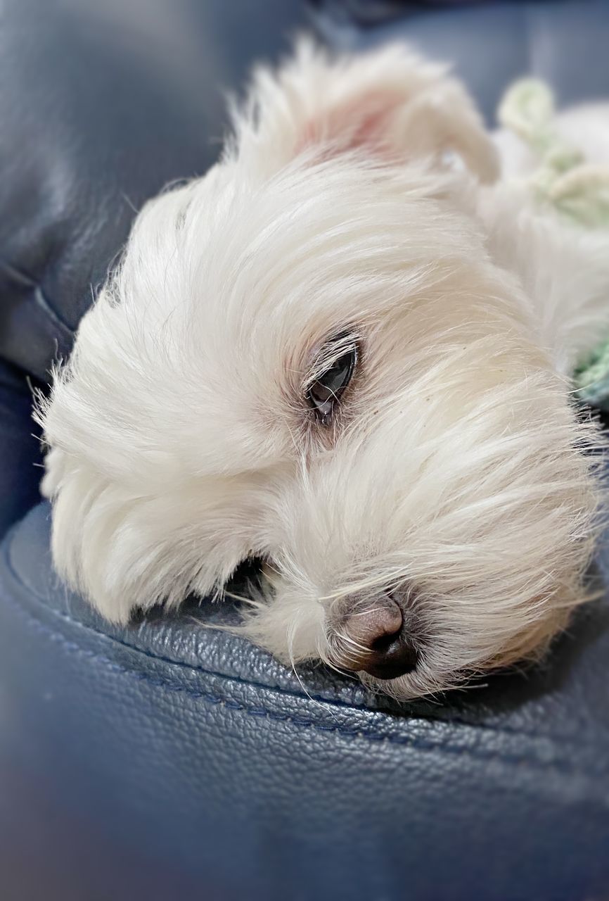 pet, domestic animals, animal themes, one animal, animal, mammal, dog, canine, maltese, puppy, white, west highland white terrier, close-up, cute, lap dog, young animal, animal body part, animal hair, portrait, relaxation, no people, animal head, bichon, carnivore, looking at camera, lying down