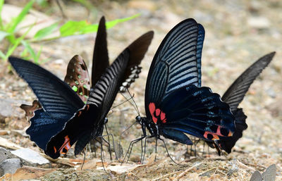 Close-up of butterfly on the ground