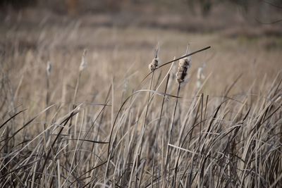 Close-up of wheat on grass