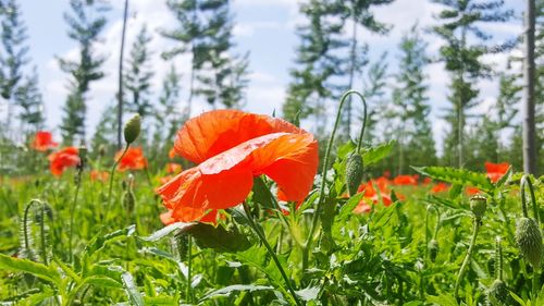 Close-up of orange poppy on field