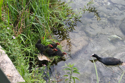 High angle view of duck swimming in lake