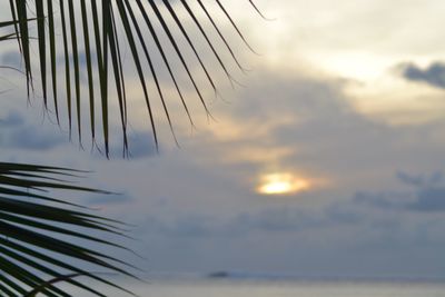 Close-up of tree against sky at sunset