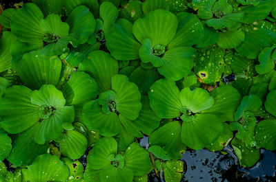 Full frame shot of green leaves on plant