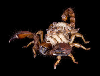 Close-up of firework over black background