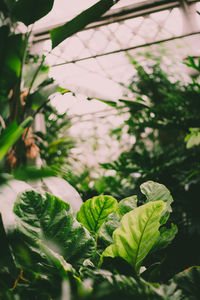 Close-up of fresh green leaves