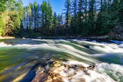 Scenic view of river flowing in forest