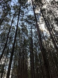 Trees climbing to the sky