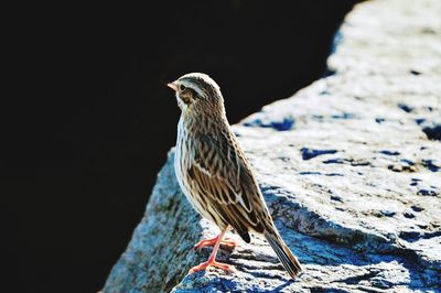 Close-up of bird perching on rock