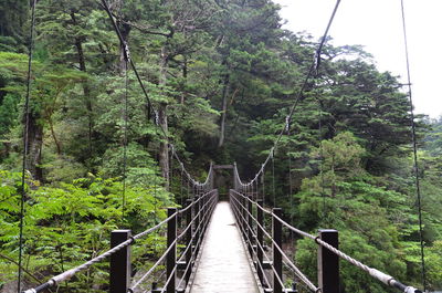 Footbridge amidst trees in forest