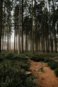 Trees in forest