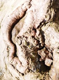 Full frame shot of tree trunk