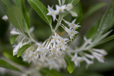 Close-up of white flowering plant