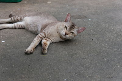 High angle view of cat resting on road