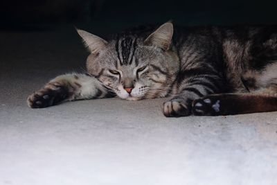 Close-up portrait of a cat