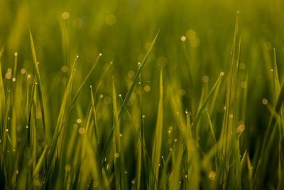 Close-up of wet grass on field