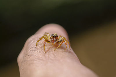 Close-up of crab on finger