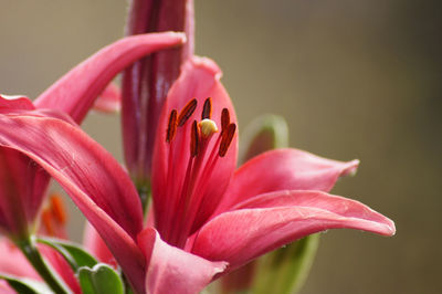 Close-up of pink lily flowers