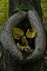 Close-up of leaves growing on tree trunk