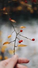 Close-up of red berries on tree