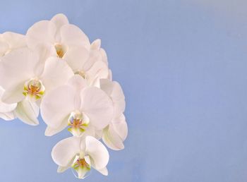 White orchid on pastel blue background. copy space