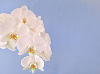 Low angle view of white cherry blossoms against clear blue sky