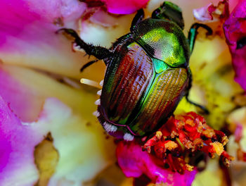 Close-up of insect pollinating flower