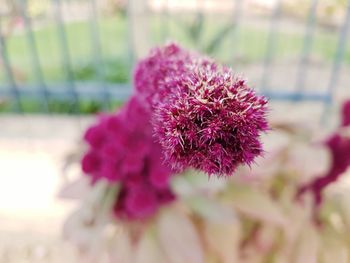 Close-up of flower blooming outdoors