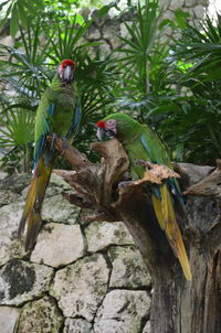 View of green parrots  perching on tree