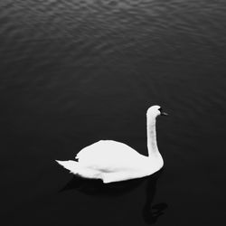 Swan swimming in lake