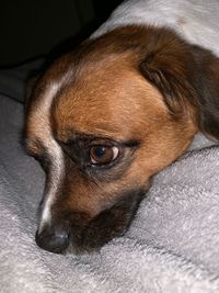 Close-up of a dog looking away