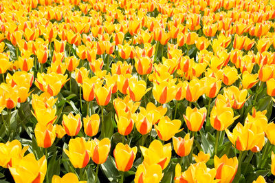 Close-up of yellow flowers growing in field