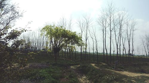 Trees on field against sky