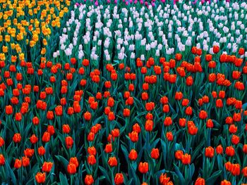 Full frame shot of colorful tulips blooming on field