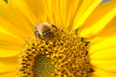 Close-up of bee on sunflower