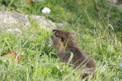 Squirrel on a field