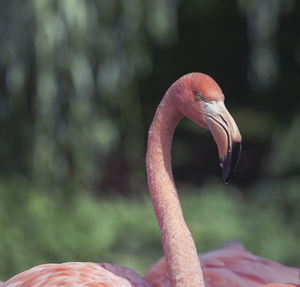 Close-up of swan