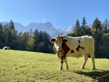 View of cows on field against sky