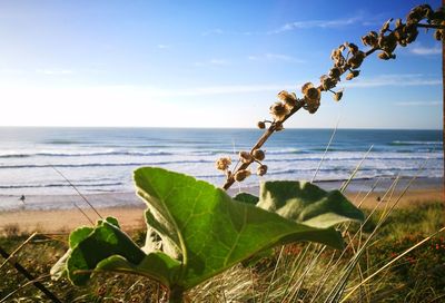 Close-up of plant on beach against sky