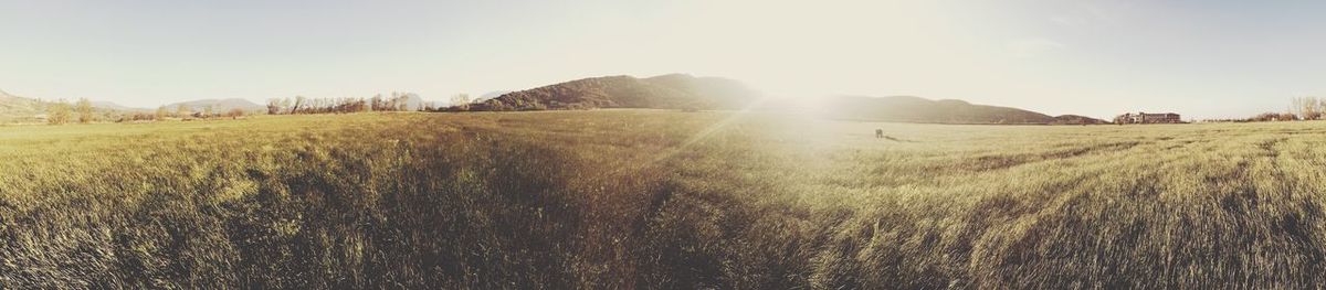 Scenic view of grassy field against sky