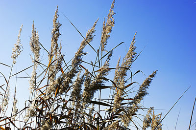 Low angle view of flowering plants against clear blue sky